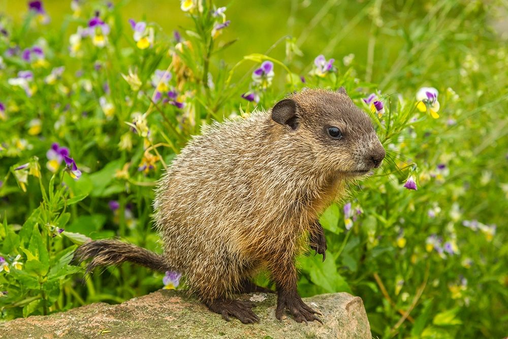 Minnesota-woodchuck kit-captive